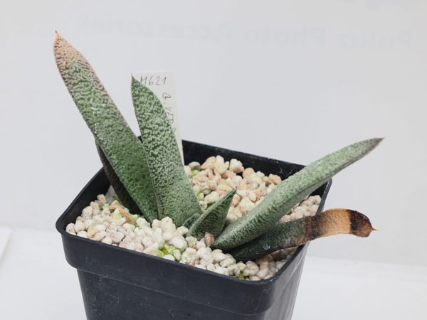Gasteria verucosa x glomerata - Image 2
