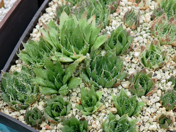 Haworthia decipiens (S of Aberdeen) IB11539,GM547 - Image 2