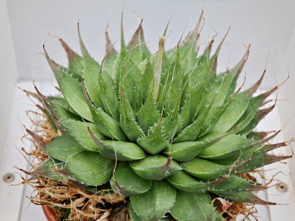 Haworthia decipiens (S of Aberdeen) IB11539,GM547