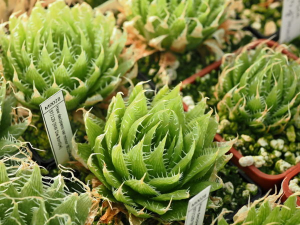 Haworthia decipiens var minor (NW Die Bordjie) IB11544,MBB6587,JDV 97/129 - Image 2