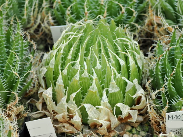 Haworthia decipiens var minor (NW Die Bordjie) IB11544,MBB6587,JDV 97/129