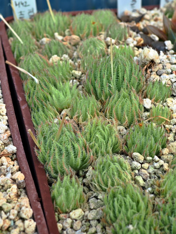 Haworthia tenera (Hunt's Drift, SW Peddie, N2) - Image 2