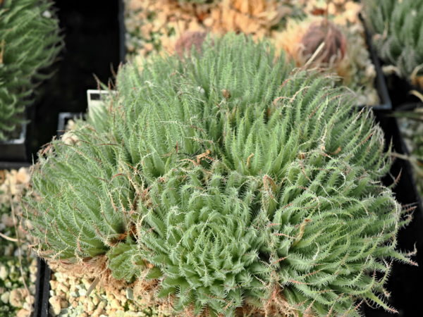 Haworthia tenera (Hunt's Drift, SW Peddie, N2)