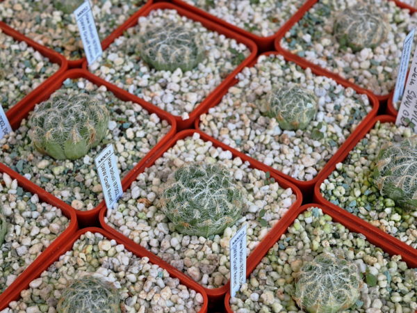 Haworthia bolusii (Spandanville, 3km SWW Graaff Reinet) IB7002 - Image 2