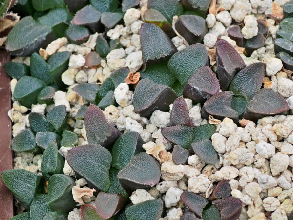 Haworthia bayeri (Uniondale at the fort) IB10322,VDV149 - Image 2