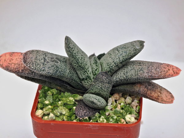 Gasteria baylissiana