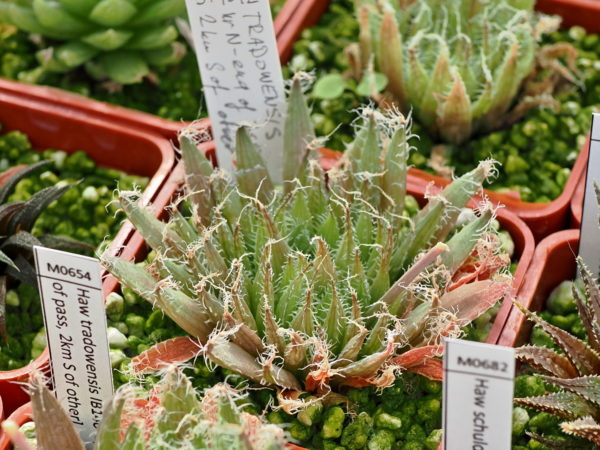 Haworthia tradowensis (near N-end of pass) IB14642