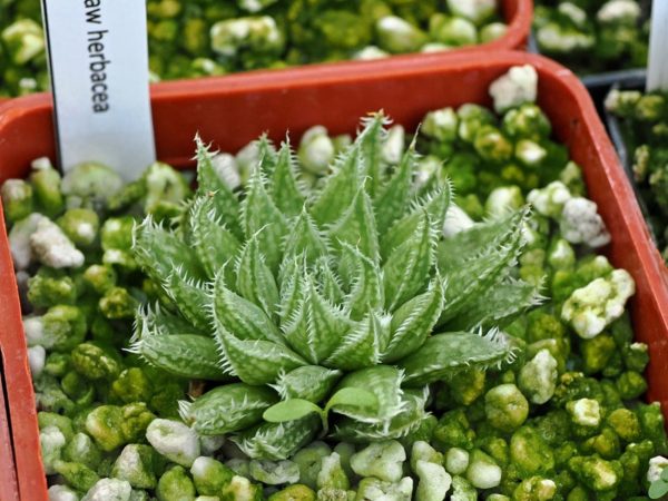 Haworthia herbacea