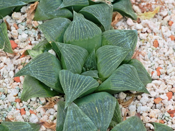 Haworthia retusa (Korinte River)