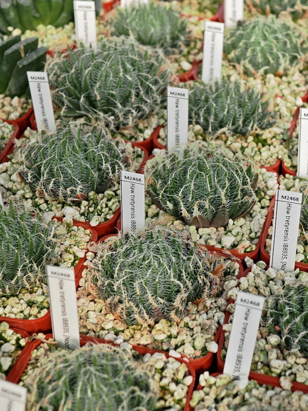Haworthia tretyrensis (Noorspoort) IB8935