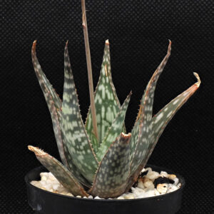 Aloe cv "Bedford's Beau"