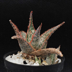 Aloe cv "Donnie"