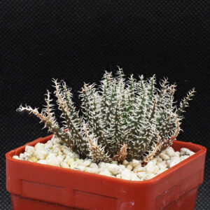 Aloe haworthioides