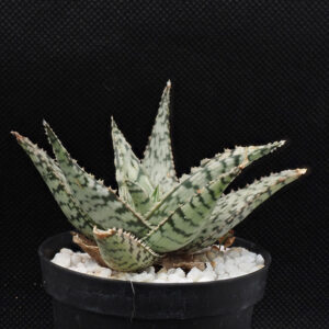 Aloe cv "Lizard Lips"
