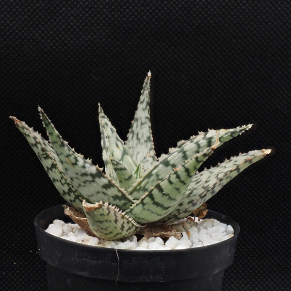 Aloe cv "Lizard Lips"