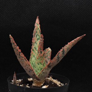 Aloe cv "Pink Blush"