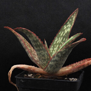 Aloe sinkatana (Sudan)