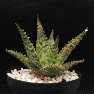 Aloe cv "yellow"