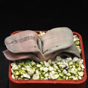 Gasteria armstrongii cv KG98
