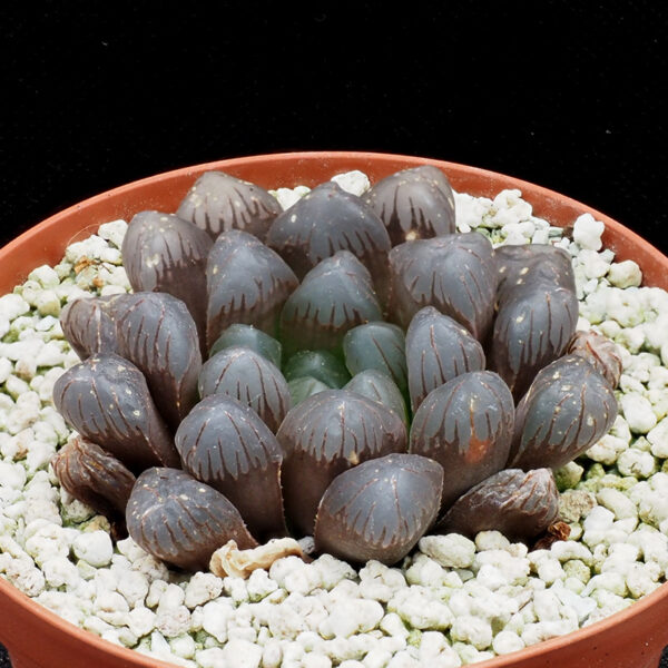 Haworthia obtusa cv "crystal" - Image 2