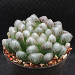 Haworthia obtusa cv "crystal"