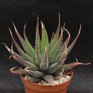 Haworthia attenuata var radula