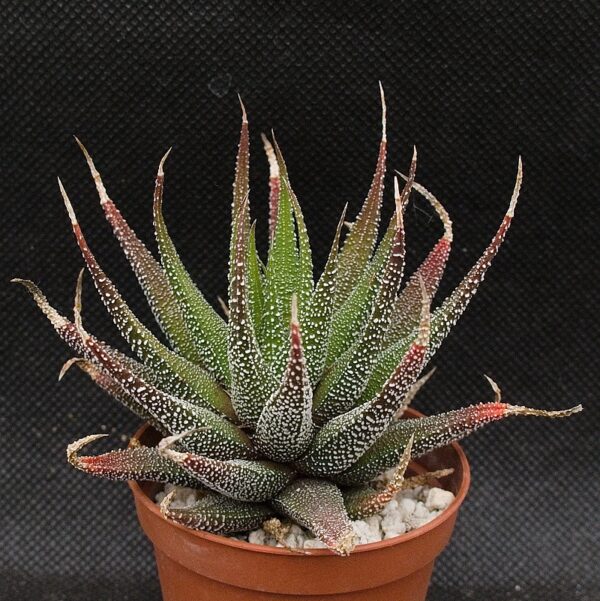 Haworthia attenuata var radula