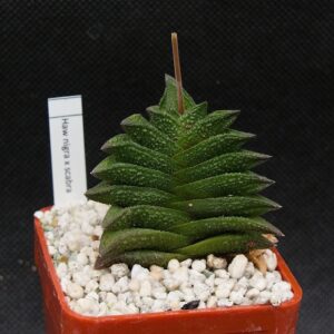 Haworthia nigra x scabra hybr.