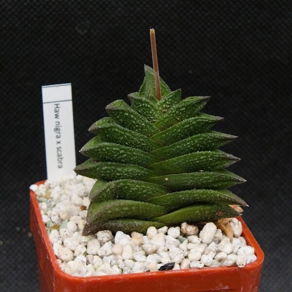 Haworthia nigra x scabra hybr.