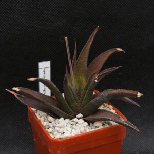 Haworthia scabra x nigra hybr.