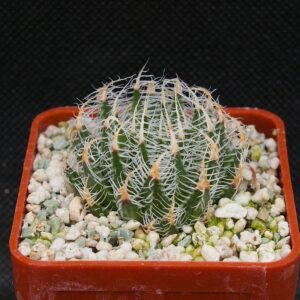 Haworthia scabrispina