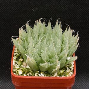 Haworthia specksii, IB:malvinia (EIlington, S of Cathcart) IB6959