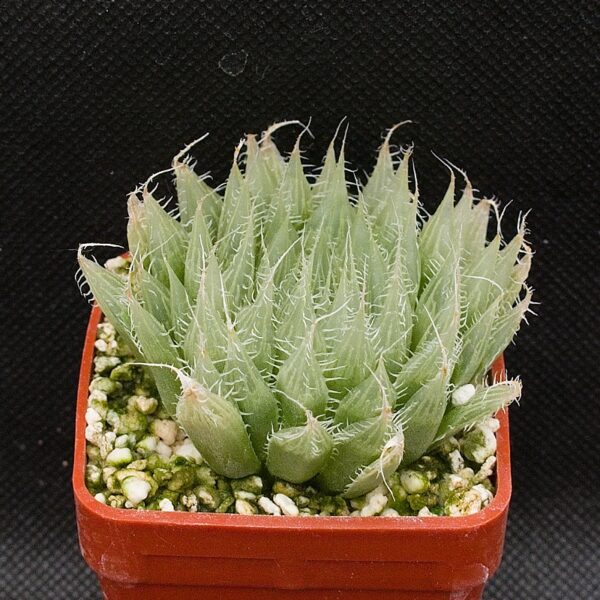 Haworthia specksii, IB:malvinia (EIlington, S of Cathcart) IB6959
