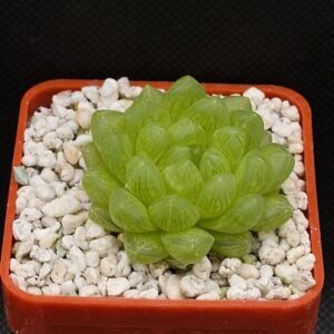 Haworthia cymbiformis (Abrahamskoot) IB8531