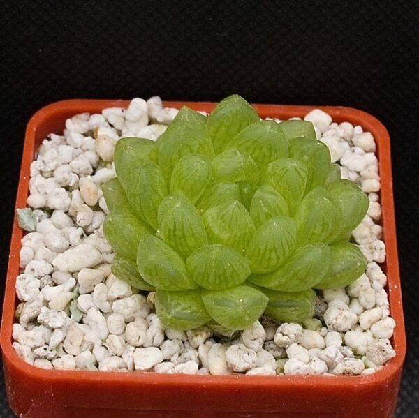 Haworthia cymbiformis (Abrahamskoot) IB8531