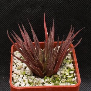 Haworthia bronkhorstii (Witberg, SE Willowmore) IB834