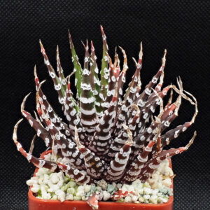 Haworthia attenuata ex Nico Marel CG045
