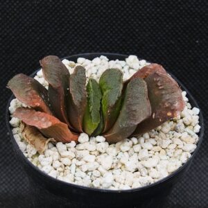 Haworthia truncata hybr.
