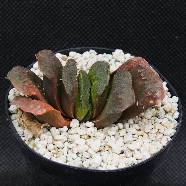 Haworthia truncata hybr.