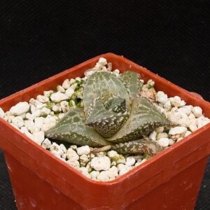 Haworthia tessellata cv fang