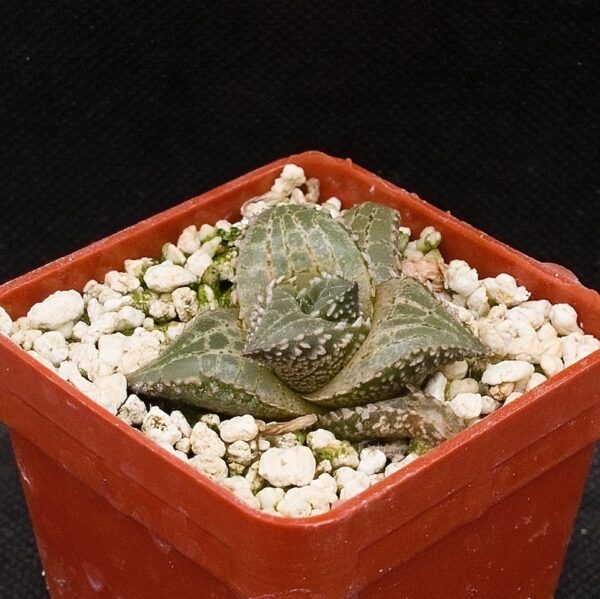 Haworthia tessellata cv fang