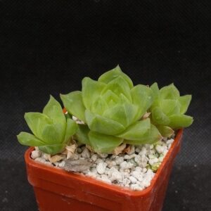 Haworthia cymbiformis (Kariega)