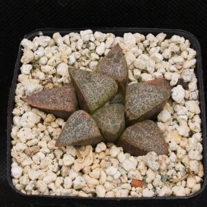 Haworthia picta (Paardeberg) GM267