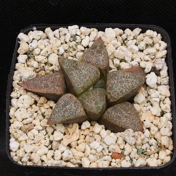 Haworthia picta (Paardeberg) GM267