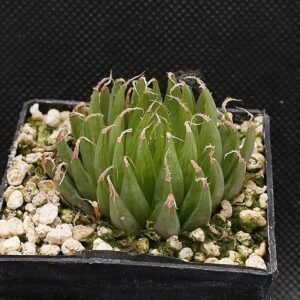 Haworthia gracilis (above Kouga Dam)