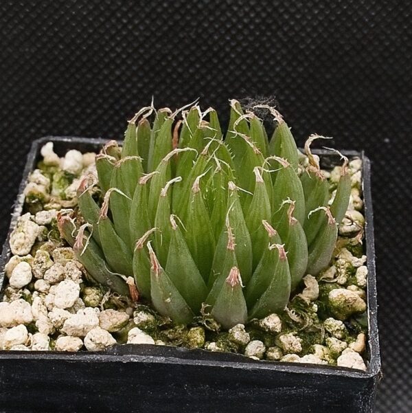 Haworthia gracilis (above Kouga Dam)