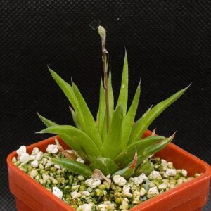 Haworthia angustifolia var baylissii,IB:viridula (Aalwynspoort Station) IB13158,MBB6491