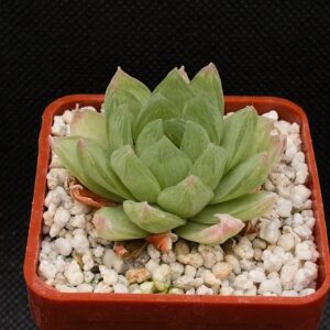 Haworthia cymbiformis (Penny's Hoek) IB15112,DMC06532