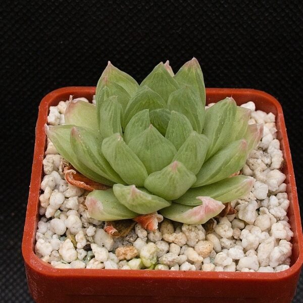 Haworthia cymbiformis (Penny's Hoek) IB15112,DMC06532