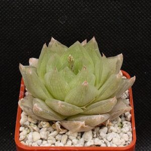 Haworthia cymbiformis (Confluence of Lushington and Kowie Rivers)  IB15108,DMC06152